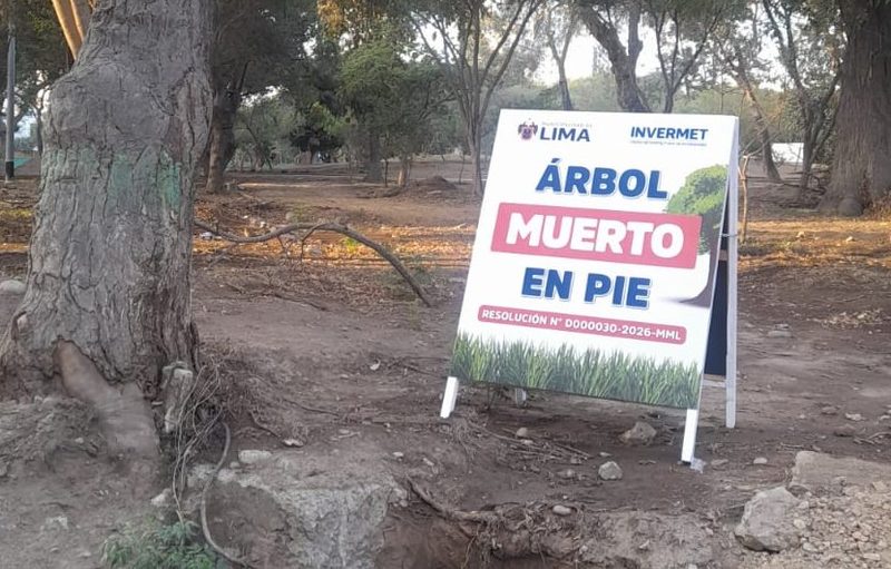 Cartel oficial Arbol muerto en pie