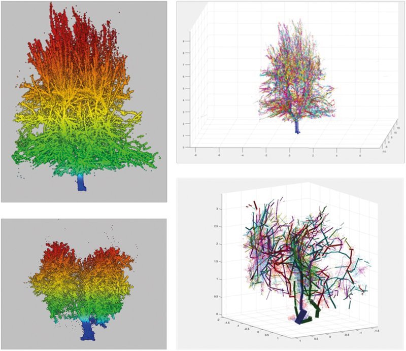 Modelos 3D de estructura de copa y esqueleto de ramas de un árbol
