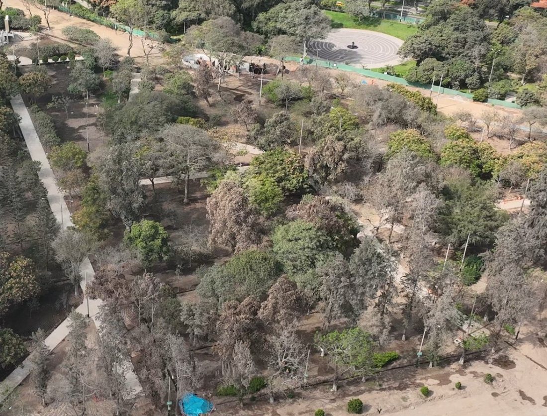 Bosque interior del Campo de Marte con árboles deteriorados y suelo expuesto