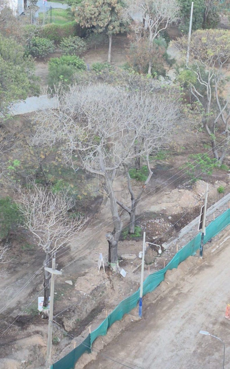 Mayo 2026 árbol defoliado con cerco de obra