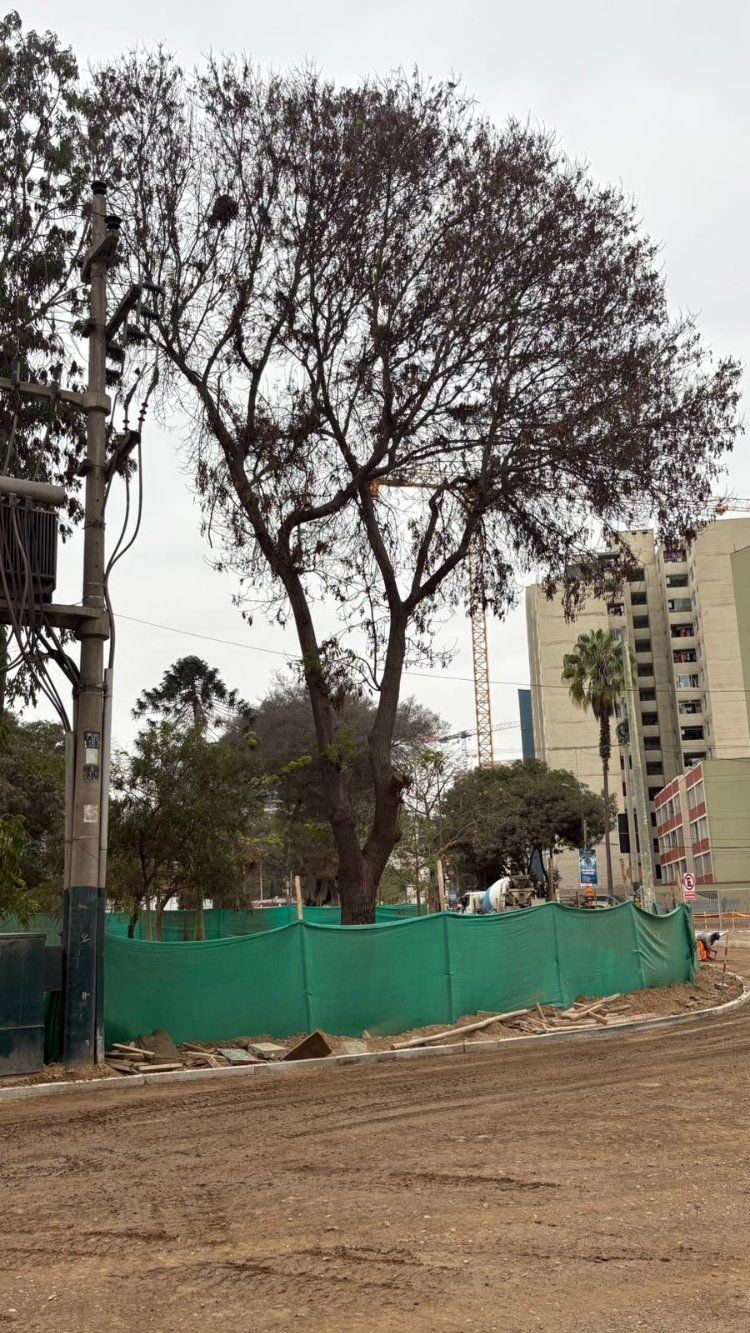 Ramas desnudas con cerco de obra y suelo removido