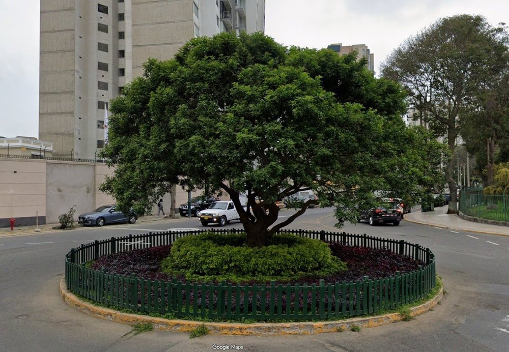 El árbol de la rotonda del Jr. Nazca pleno, con cerco verde y arriates