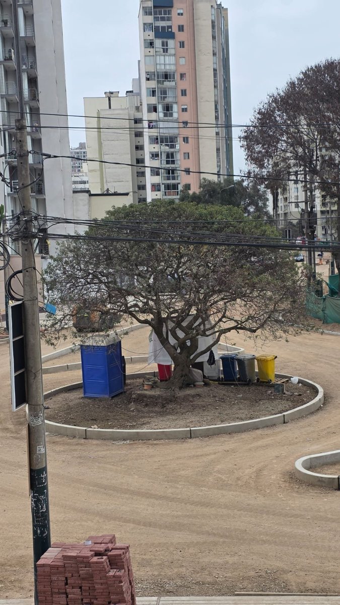 Arbol patrimonial mayo 2026