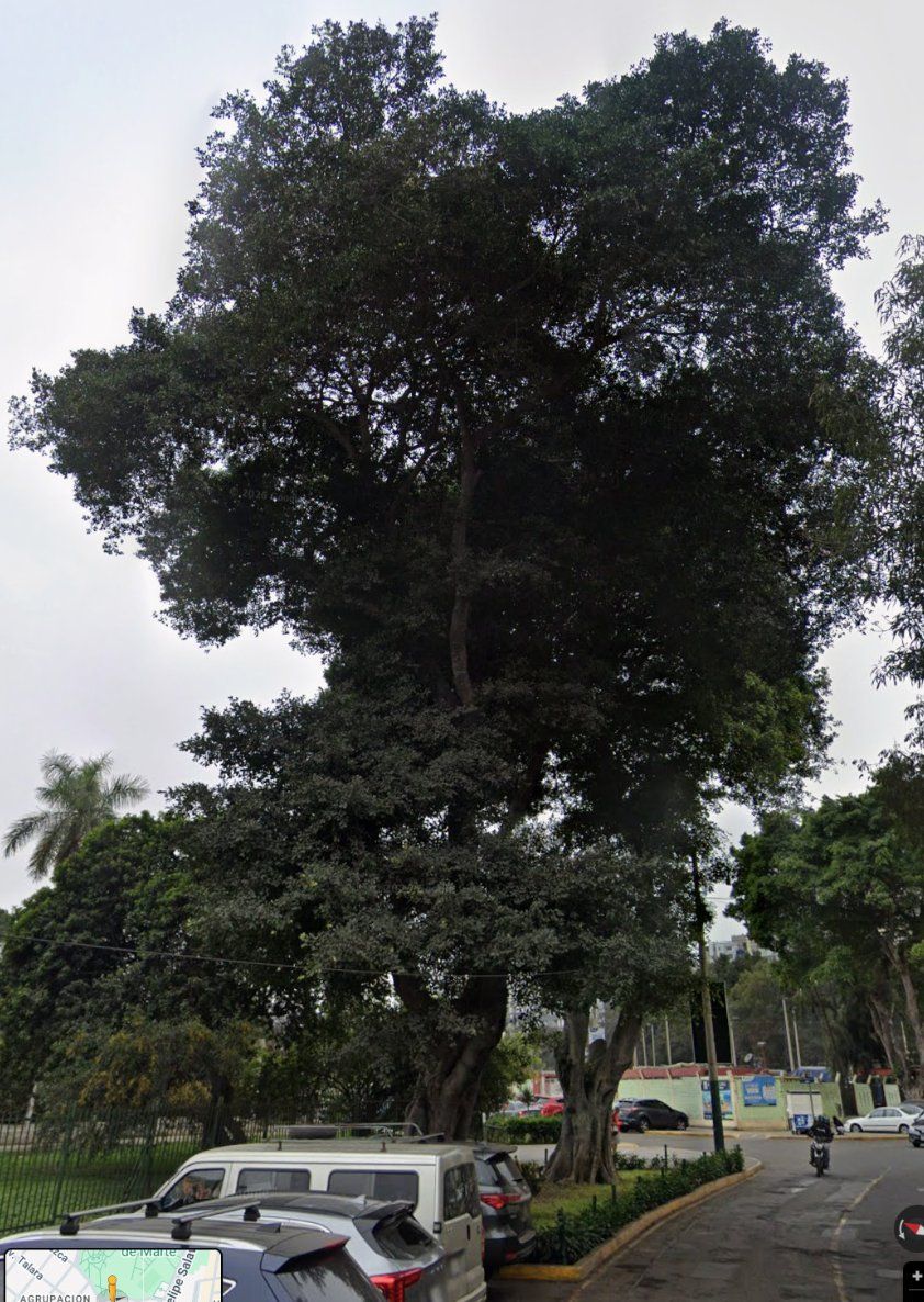 Ingreso a la piscina, árbol monumental frondoso