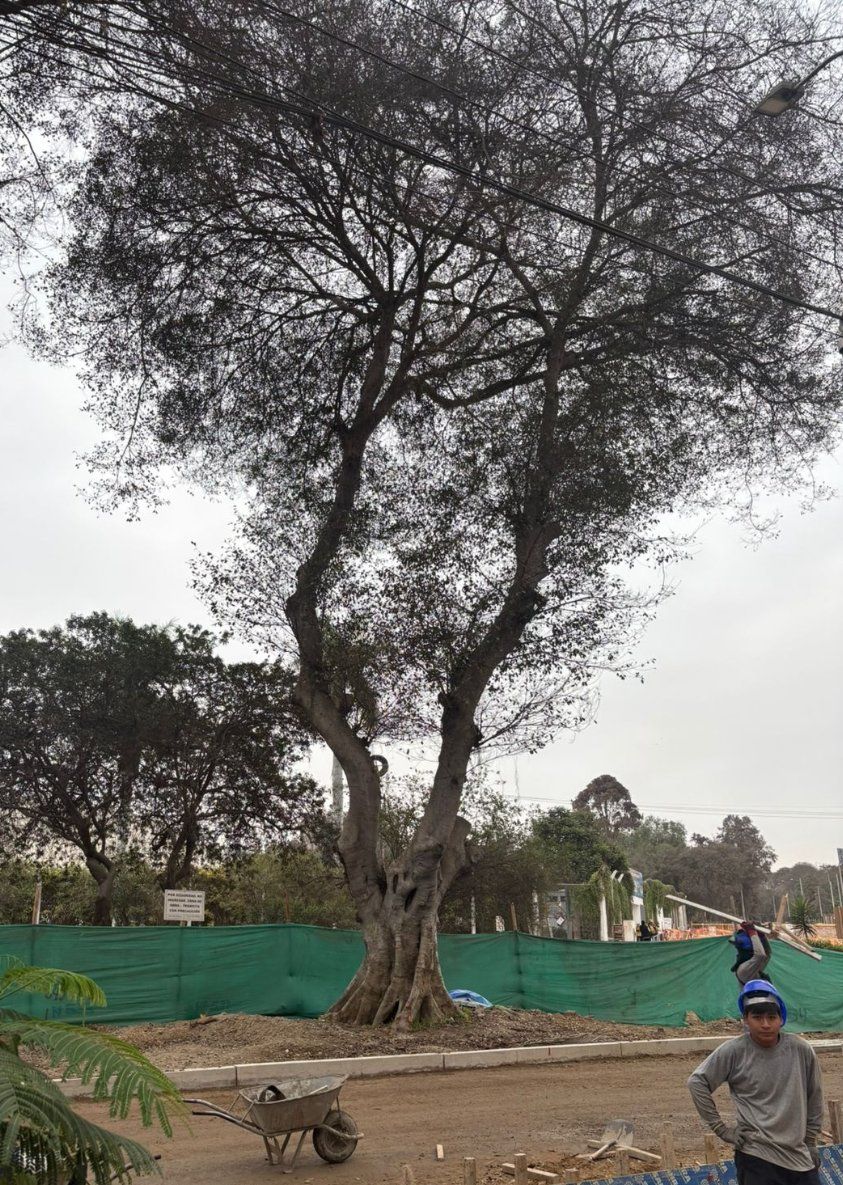 Mismo árbol con cerco de obra y copa rala