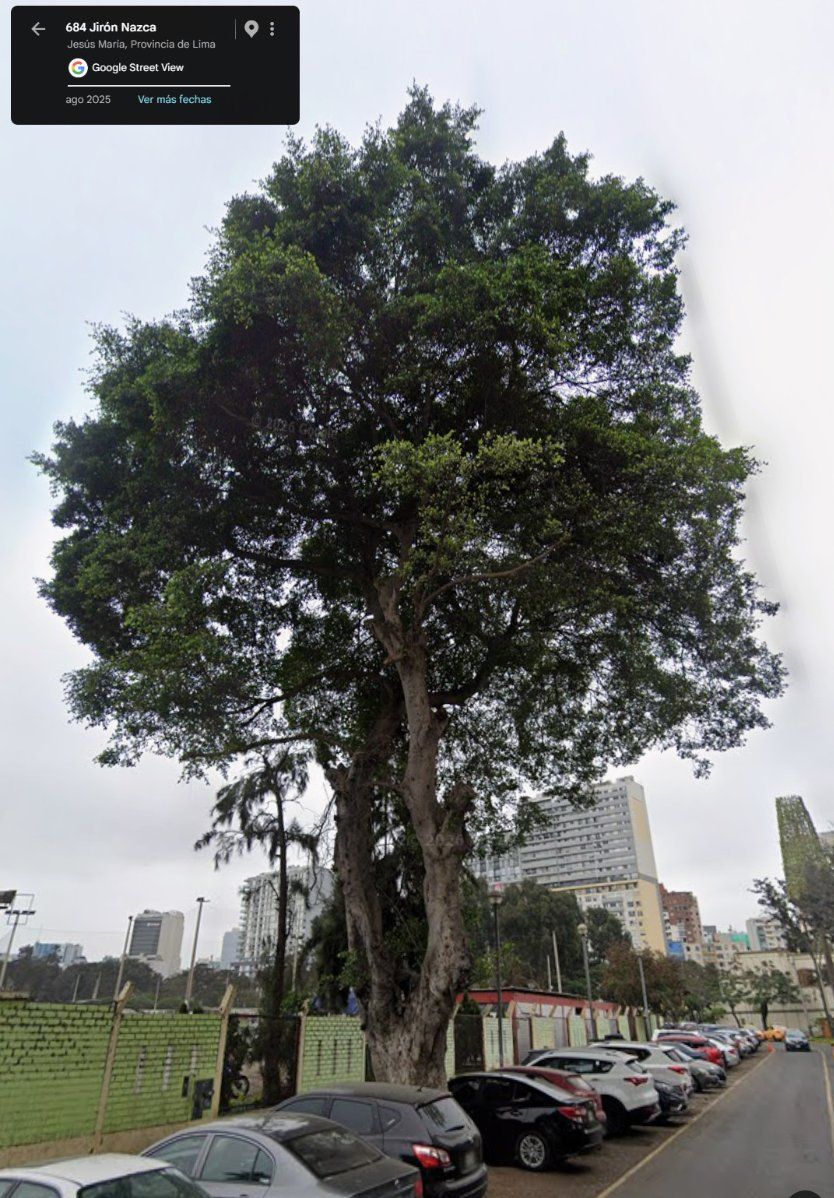 Ingreso al fútbol, árbol frondoso 684 Jr. Nazca