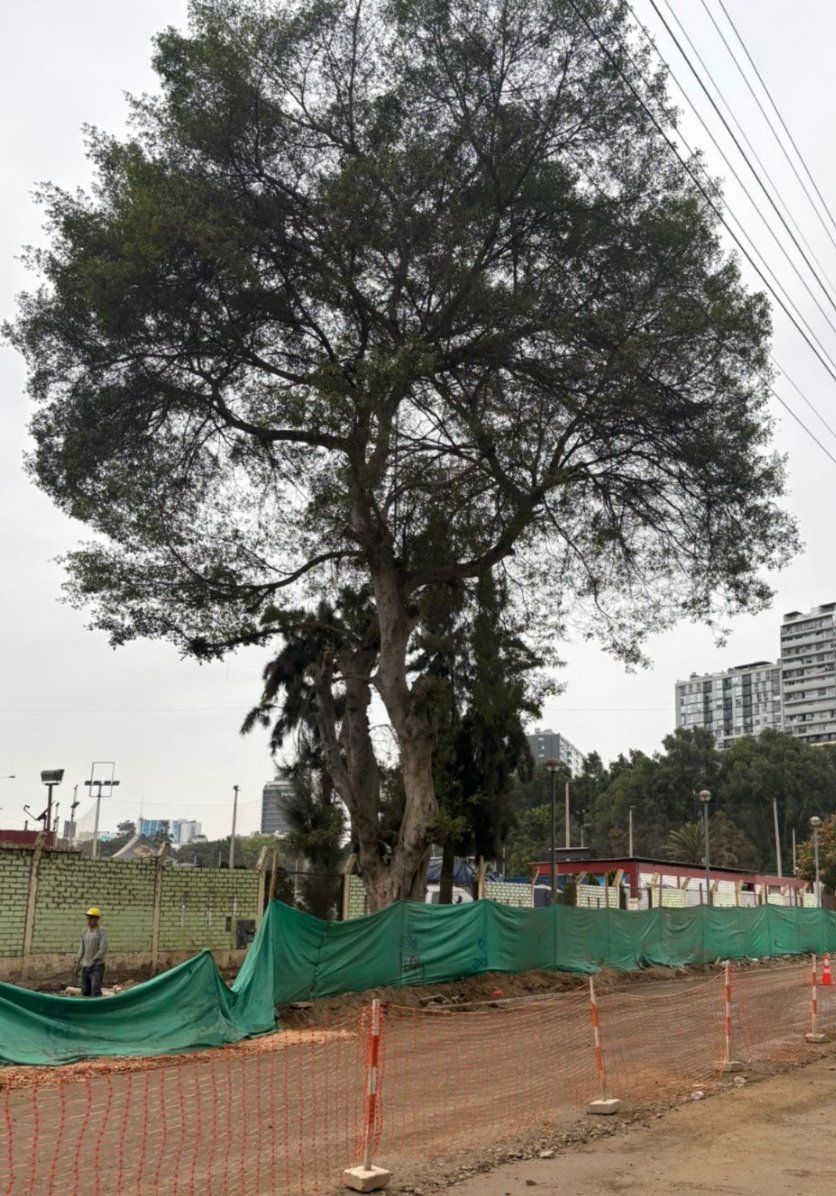 Mismo árbol con cerco de obra y malla naranja
