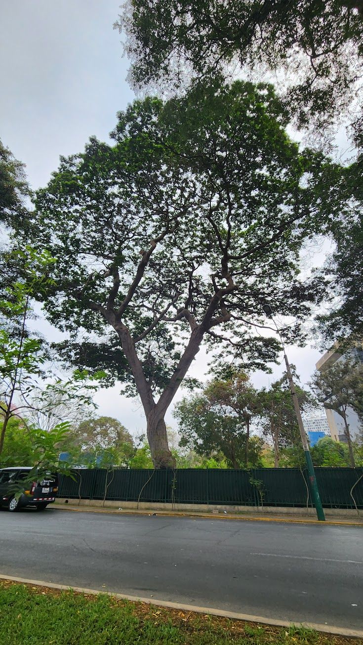 Árbol monumental en el borde del Campo de Marte, mayo 2023
