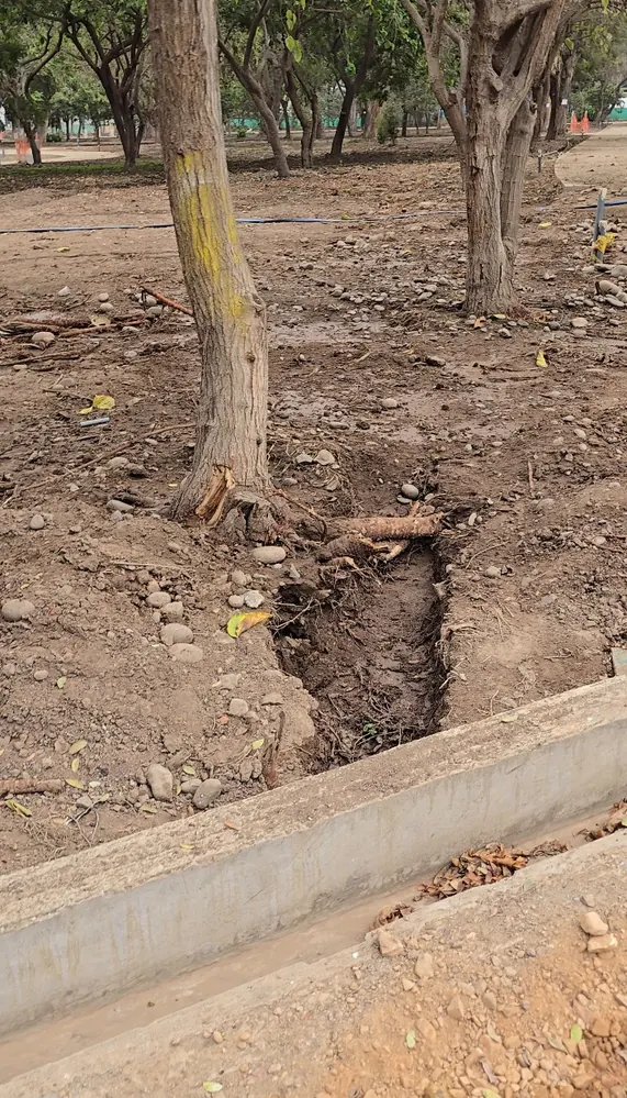 Tronco con raíces seccionadas por zanjeo