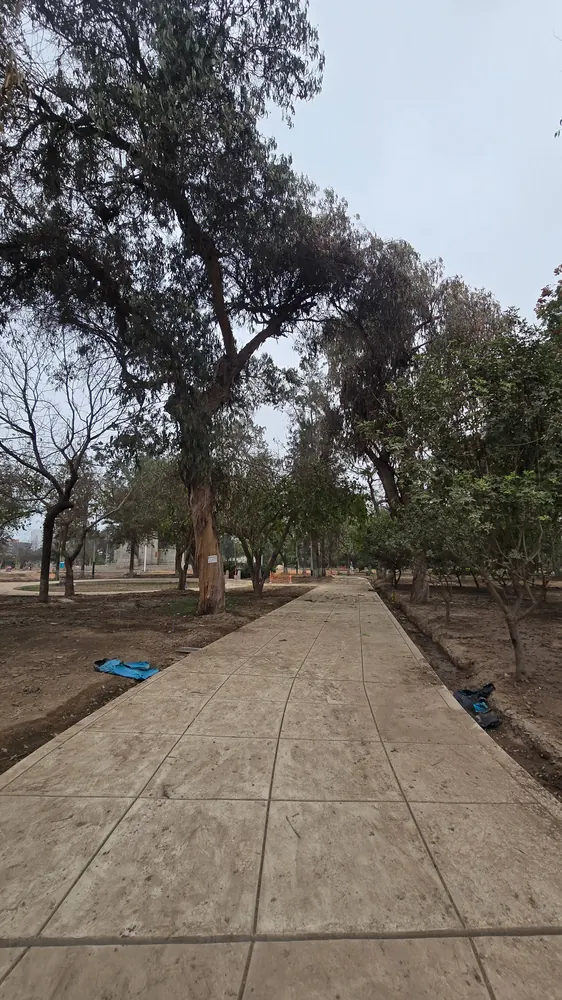 Vereda nueva pavimentada pegada al eucalipto