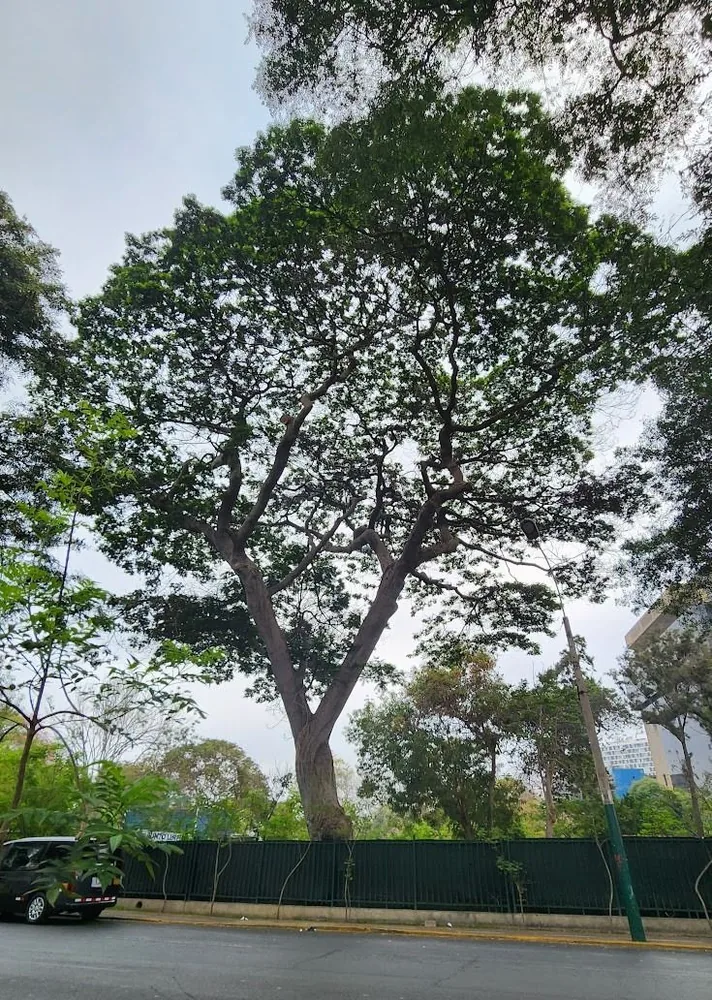 El árbol más alto y emblemático del Campo de Marte