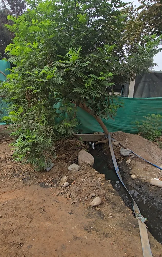 Canal de captación al pie del árbol emblemático