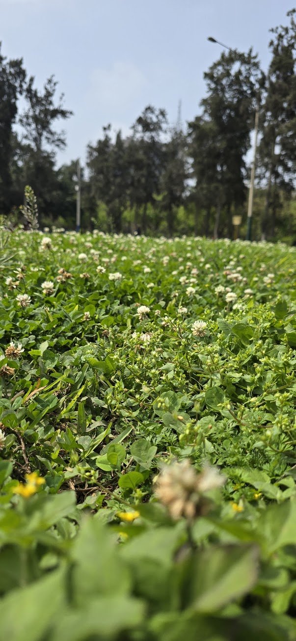 Suelo vivo de tréboles y flores silvestres a ras de tierra