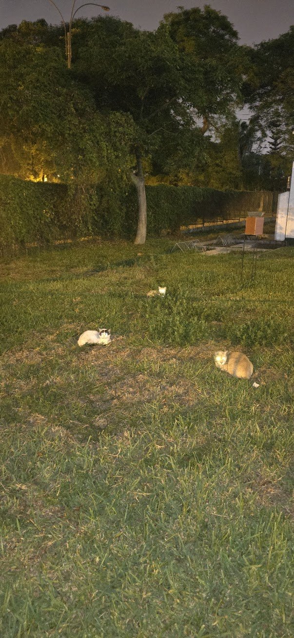 Colonia comunitaria de gatos del Campo de Marte al atardecer