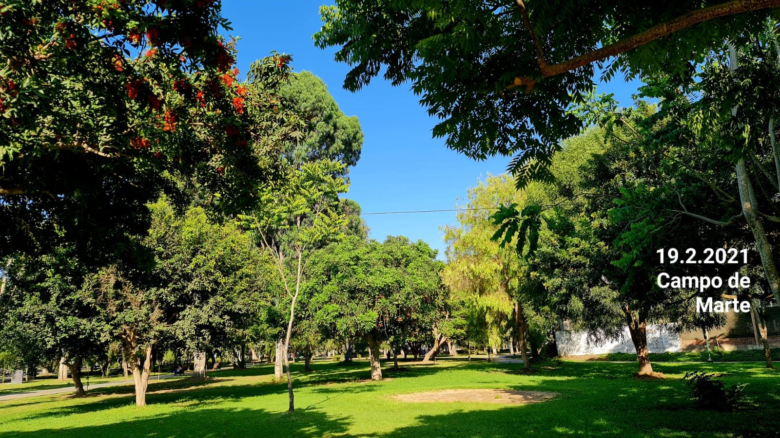 Campo de Marte, Arbolado en flor bajo cielo despejado · 19 feb 2021