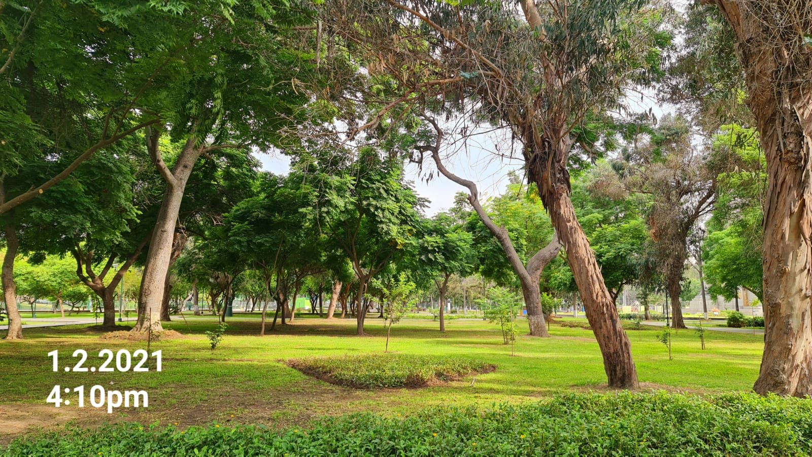 Campo de Marte, Sotobosque verde y arbolado alto · 1 feb 2021