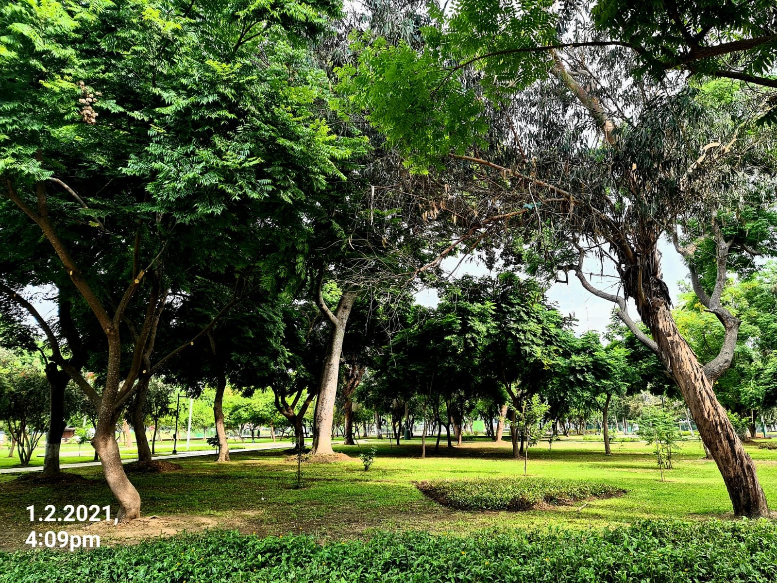 Campo de Marte, Arbolado denso con plantaciones de borde · 1 feb 2021